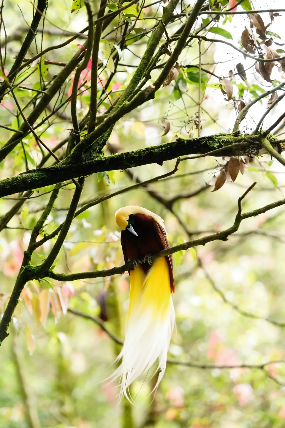 lesser-bird-of-paradise-or-paradisaea-minor-an-exo-2026-01-09-12-27-06-utc