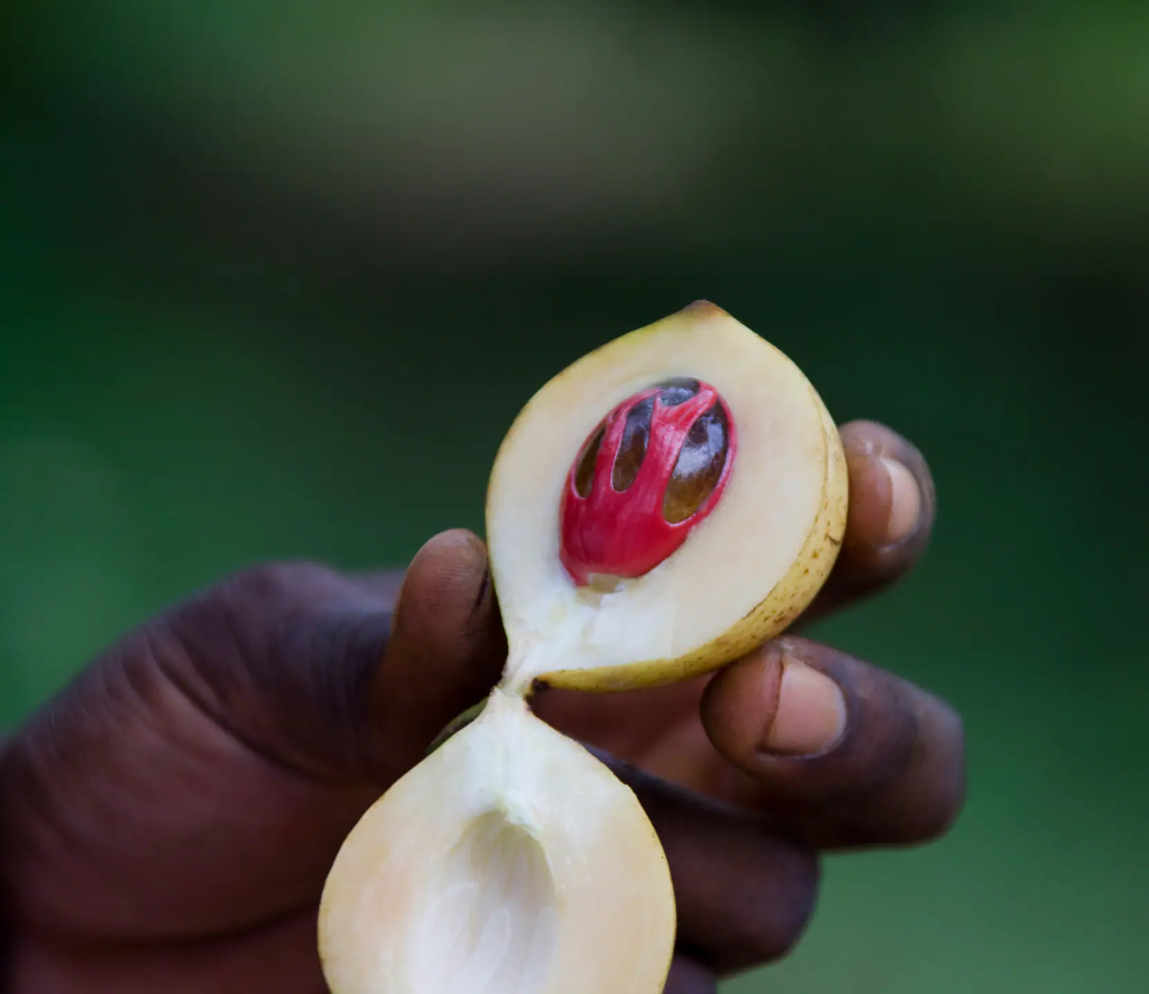 mace-red-within-nutmeg-fruit-zanzibar-tanzania-2026-01-11-10-02-13-utc